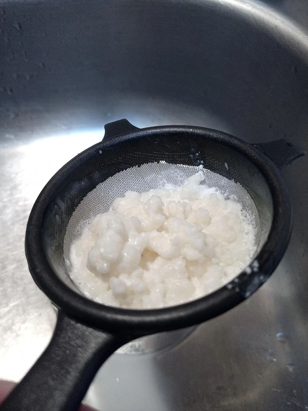 Customer photo of milk kefir grains in fermentation jar with clear liquid showing active culture