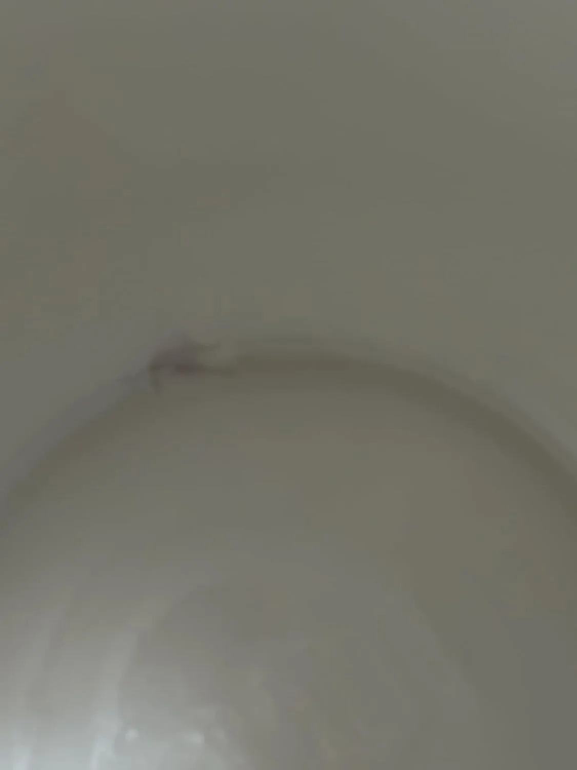 Customer photo of fermentation crock with fresh cabbage and brine ready for sauerkraut