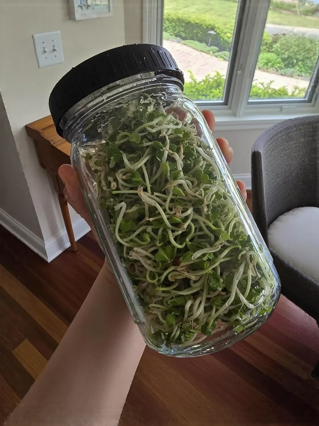 Customer photo of sprouting kit with fresh green sprouts growing in germination trays