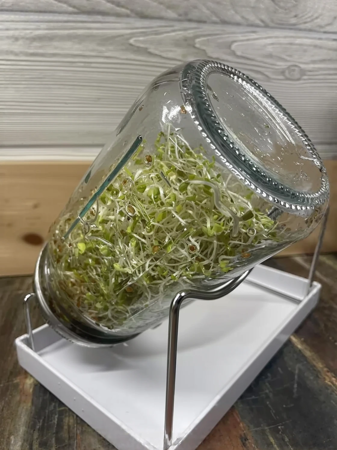 Customer photo of sprouting kit with fresh green sprouts growing in transparent tray