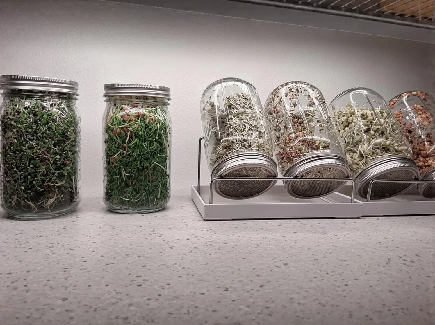 Customer photo of sprouted seeds ready to harvest from the sprouting kit tray
